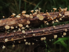 Hymenoscyphus scutula