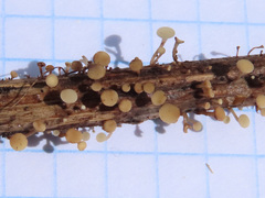 Hymenoscyphus scutula