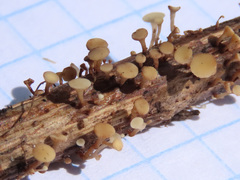 Hymenoscyphus scutula