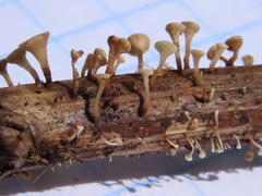 Hymenoscyphus scutula