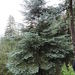 Durango Fir - Photo (c) Toboso Eclectico, some rights reserved (CC BY-NC-ND), uploaded by Toboso Eclectico