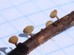 Hymenoscyphus scutula