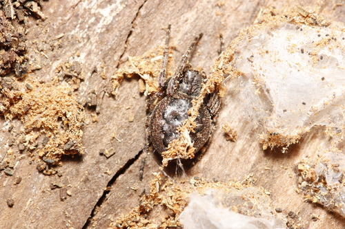 Walnut Orbweaver, Rozendaal, Nederland, photo 10 of 10