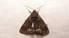 Catephia alchymista
