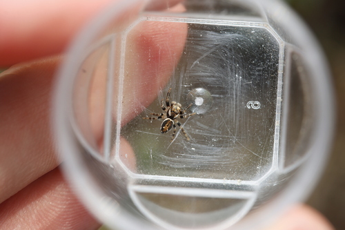 Woodland Jumping Spider, Rozendaal, Nederland, photo 9 of 10