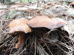 Suillus lakei