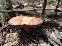 Suillus lakei