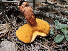 Suillus lakei
