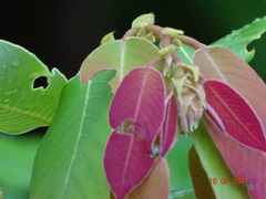 Bridelia retusa