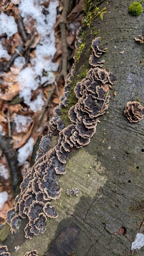 Trametes versicolor