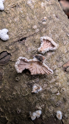 Schizophyllum commune