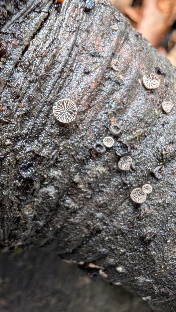 Resupinatus applicatus · March 2025 · photo: © atsushi_nakajima_cirque (iNaturalist, cc-by)