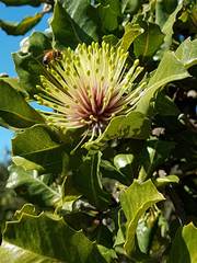 Banksia ilicifolia