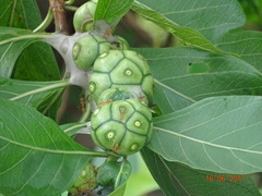 Morinda pubescens