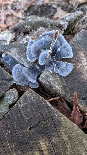 Trametes versicolor