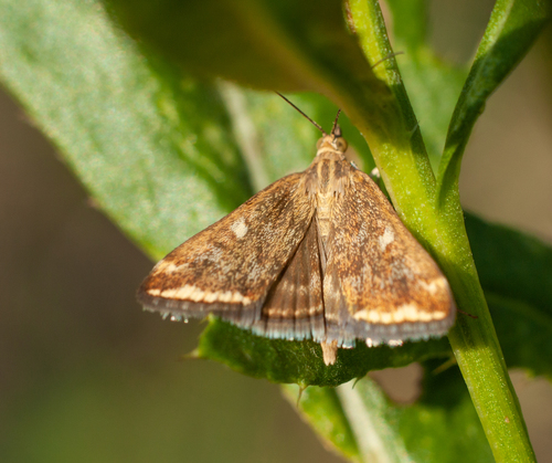 Beet Webworm Moth
