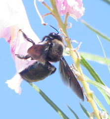 Xylocopa californica arizonensis