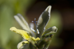 Babiana odorata