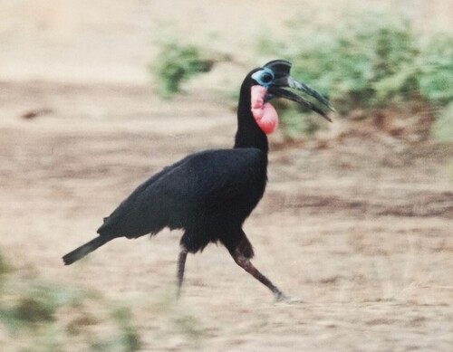 Abyssinian Ground-Hornbill