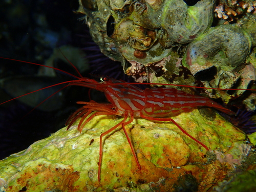 Photo of California cleaner shrimp (Lysmata californica)