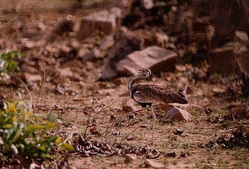 Black-bellied Bustard