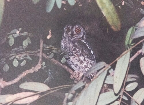 African Scops-Owl