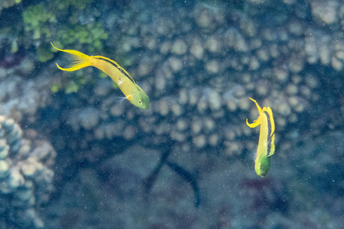 Tonga fangblenny (Meiacanthus tongaensis) — Blenniidae — 3