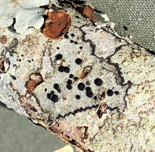 Baculifera curtisii, 2025-03-12