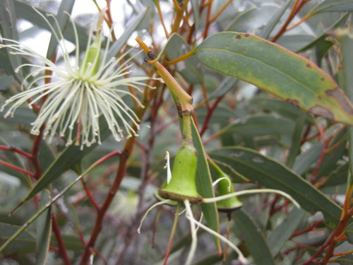 Image of Eucalyptus aspratilis by (c) Andrew Thornhill, some rights reserved (CC BY)
