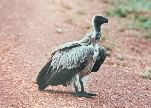 White-backed Vulture