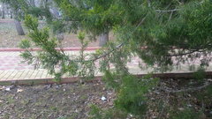 Juniperus virginiana