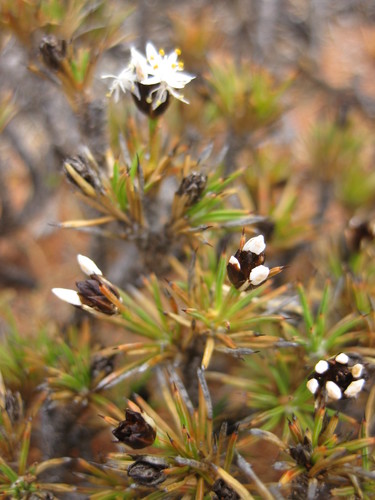 Borya constricta (Borya constricta)