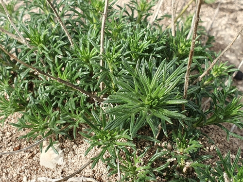 Image of Teucrium pseudochamaepitys by (c) Mehdi Chetibi, some rights reserved (CC BY)