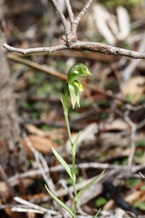 Pterostylis viriosa
