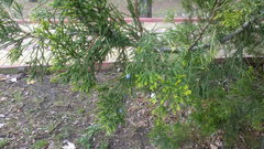 Juniperus virginiana