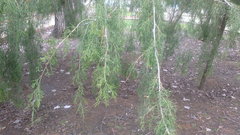 Juniperus virginiana