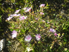 Drosanthemum