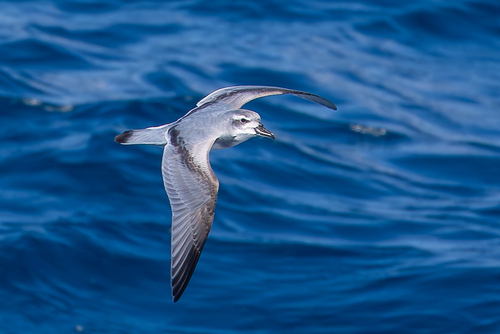 MacGillivray's Prion (Pachyptila macgillivrayi), photo 3