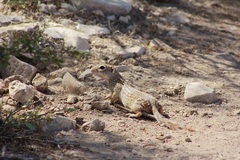 Ictidomys parvidens