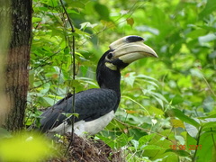 Anthracoceros coronatus