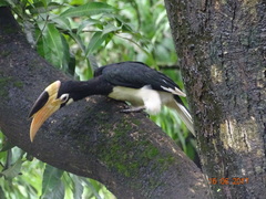 Anthracoceros coronatus