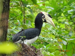 Anthracoceros coronatus