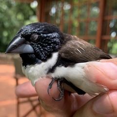 Spermestes fringilloides