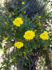Hibbertia hypericoides