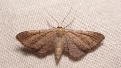 Idaea infirmaria