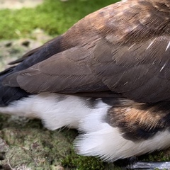 Spermestes fringilloides