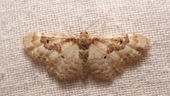 Idaea mustelata