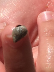 Echinolittorina punctata