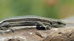 Iberolacerta aranica