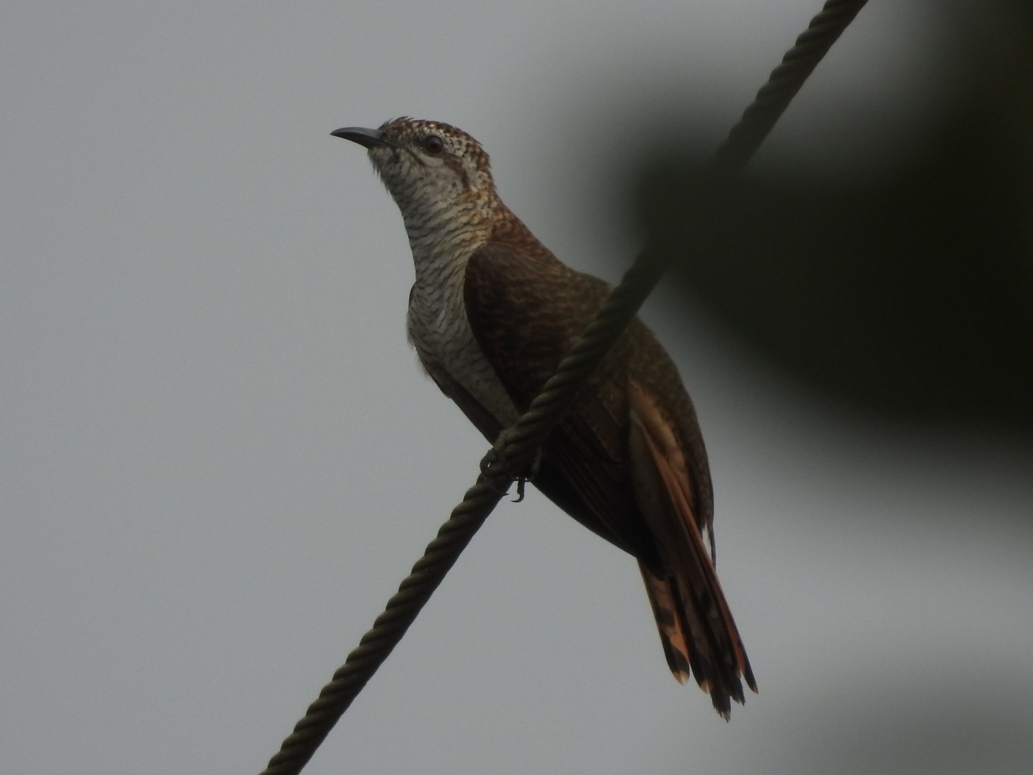 Banded Bay Cuckoo